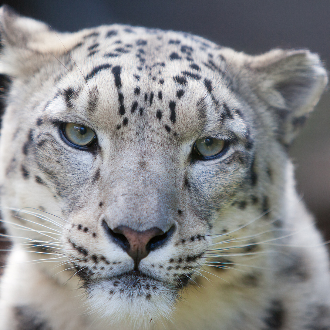 Welsh Mountain Zoo